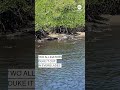 Two alligators tussle in South Florida mangroves  - 00:46 min - News - Video