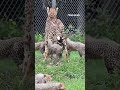 WATCH: Cheetah cubs play together at Metro Richmond Zoo #shorts #usa #us #animals #viral  - 01:14 min - News - Video