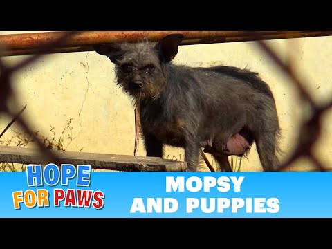 Dog gives birth near electric power lines - it took us 6 hours to save them!