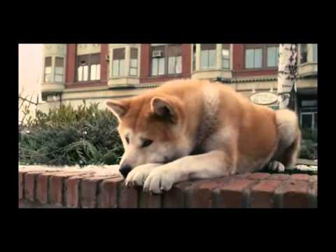 Hachiko Hund Film