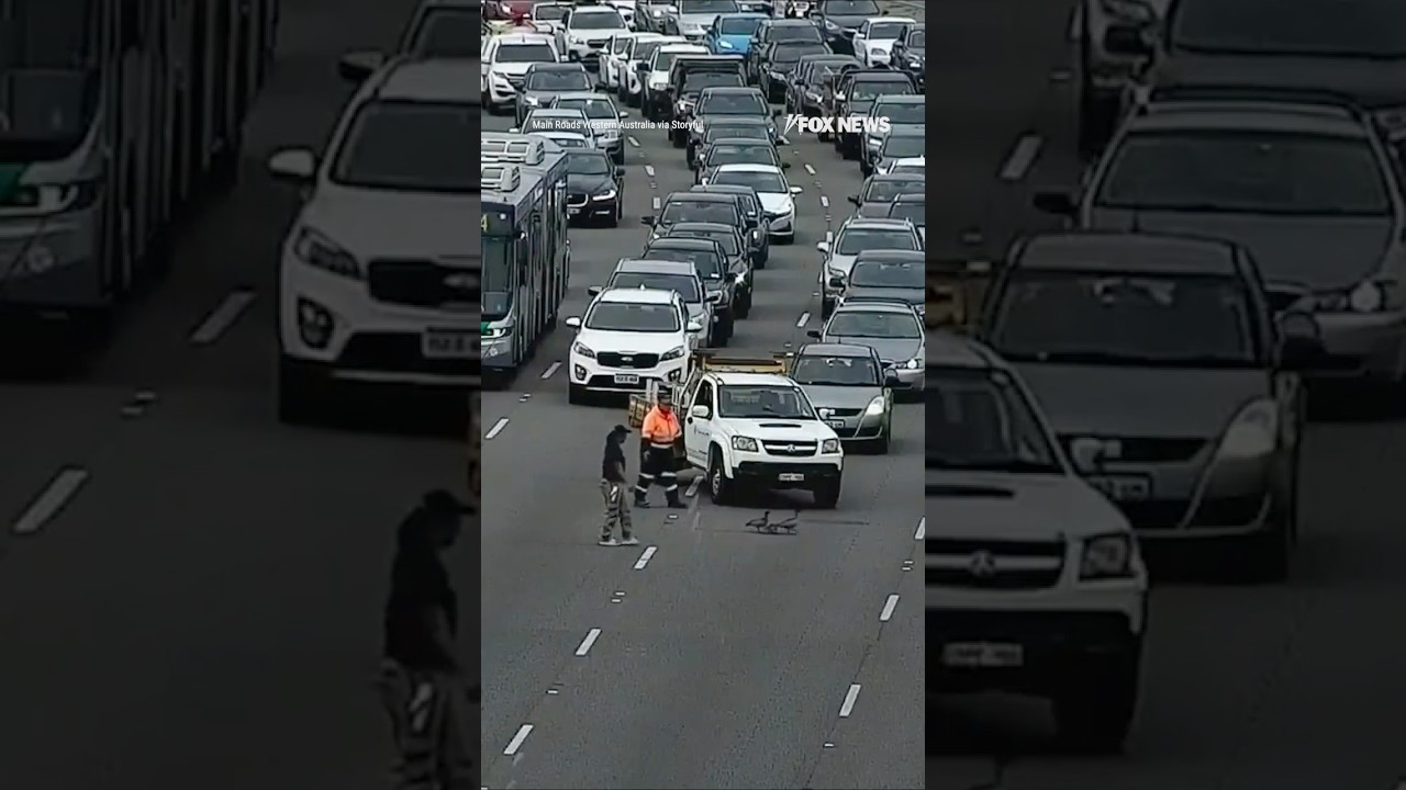 WATCH: Ducks cause major traffic jam on four-lane highway #foxnews #news #shorts
