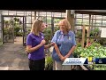 Sunday Gardener: Planting fall season crops  - 03:13 min - News - Video