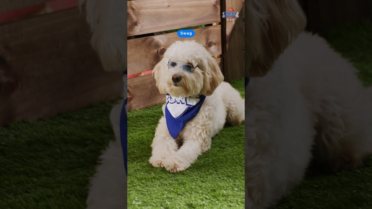 Road Trip to the Big Game | Puppy Bowl
