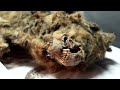 Russian scientists conduct autopsy on 44,000-year-old permafrost wolf carcass | REUTERS - 01:36 min - News - Video