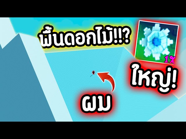 1% Tranquil Bloom หายากสุด !!!! 🤯🔥มันใหญ่มาก.ๆ !!!! | Roblox Grow a Garden