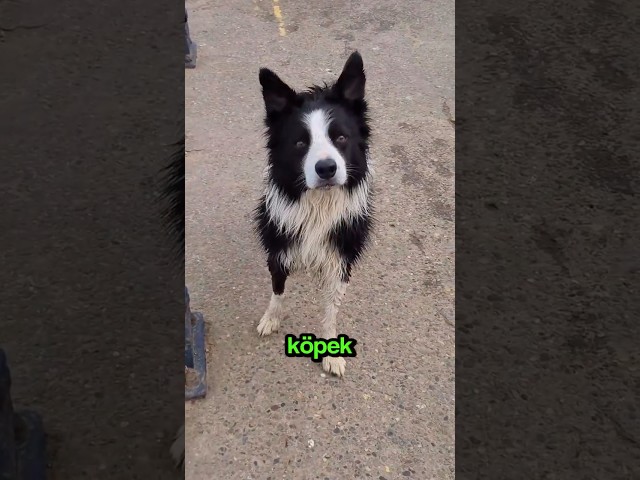 Sahibinin Köpeğini ÇOK Kızdırdığı An.. 🤣🐶🤯