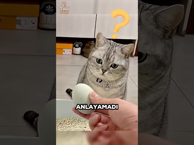 Kedi Yumurtladığını Sandı Ama İçinden Ördek Çıkınca Şok Oldu! 😿🐣😅