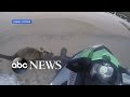 Baby Wallaby Stuck in Open Waters Rescued Via Jet Ski -Exclusive visuals