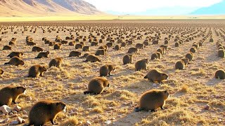 They Released Thousands of Beavers Into America's Desert... What Happened Next Shocked Experts