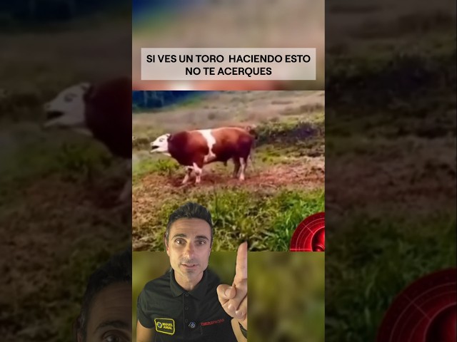 Si ves un toro haciendo esto, no te acerques.#supervivencia #sabiasque #curiosidades