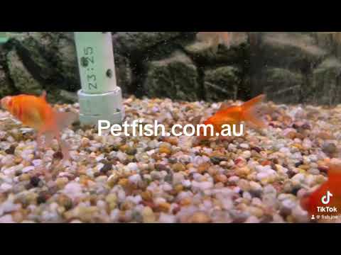 video “Siamese Doll” Gold Albino Telescope Eye Goldfish 5cm