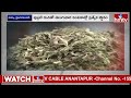 చేతికి అందనంతగా ఎగిరిపోతున్న చింత చిగురు ధరలు..! | Chintha Chiguru Prices | Pakka Hyderabadi | hmtv - 05:00 min - News - Video