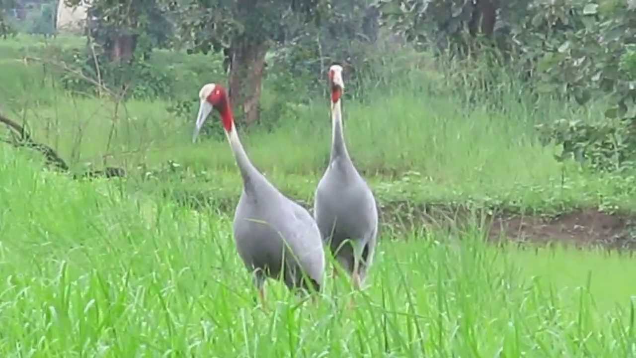 saras bird vedio by Rakesh Chute - YouTube
