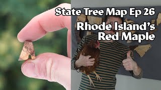 State Tree Map ep 26: Rhode Island's Red Maple
