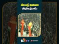 నేడు ఖర్గే, ప్రియాంక ఎన్నికల ప్రచారం | #priyankagandhi #mallikarjunkharge #electioncampaign #shorts  - 00:43 min - News - Video