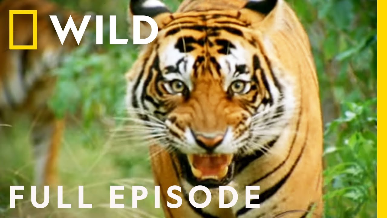 Battle of the Beasts: The Fight to Survive (Full Episode) | Animal Fight Night