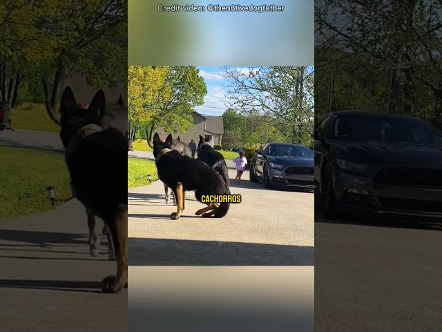 Os verdadeiros cães de guarda ❤️🐕