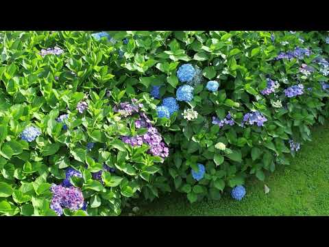 Property video