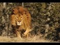 Lion as National Animal ?- Central Panel Discusses Idea