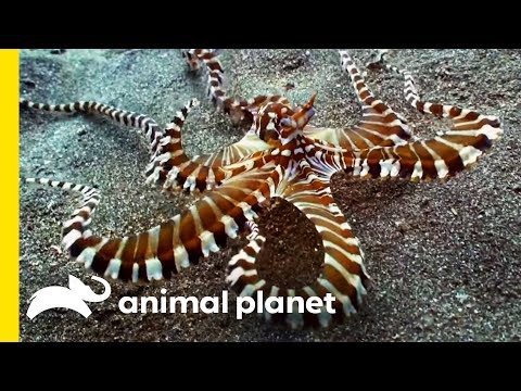 How Do Animals Do That?'