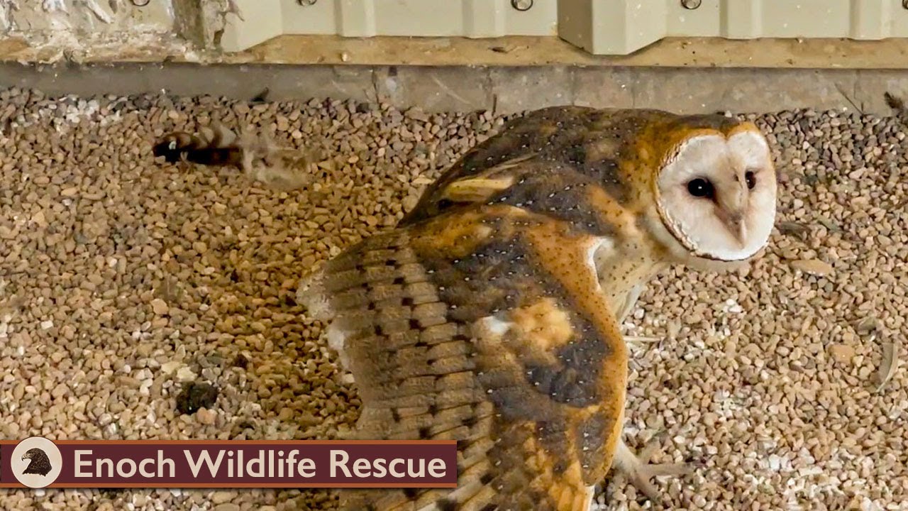 Check-in with Critters at the Rescue Center