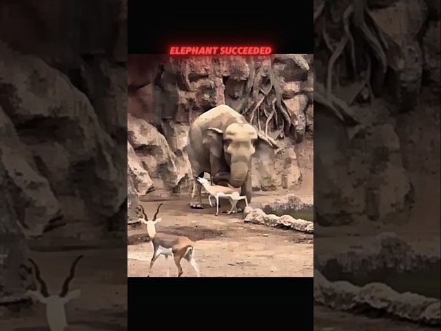elephant helps Gazelle #trending #animals #wildlife #youtubeshorts #youtube #shorts #elephant #short