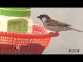 Man Feeding Sparrows Daily | Karimnagar | V6 News - 07:07 min - News - Video
