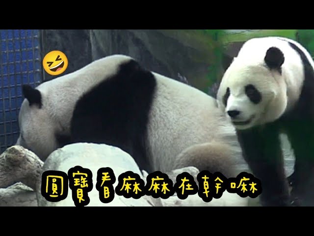 圓寶坐在網格邊看好久，圓寶想知道圓圓在幹嘛！|熊貓貓熊The Giant Panda Yuan Yuan and Yuan Bao|台北市立動物園