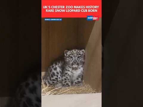 Rare Snow Leopard Cub Born At Chester Zoo For The First Time In 94 Years  viral uk 81 thousand views  play Short