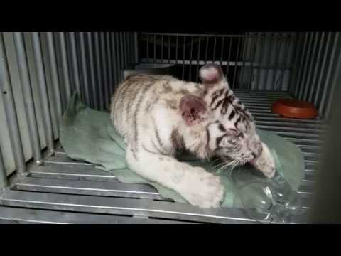 A rescued white tiger cub has been relocated to her new home at Lions Tigers & Bears Big Cat and Exotic Animal Sanctuary in Alpine, California, December 2017. A rescued white tiger cub has been relocated to her new home at Lions Tigers & Bears Big Cat and Exotic Animal Sanctuary in Alpine, California, December 2017.