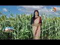 అధిక దిగుబడినిచ్చే నూతన జొన్న రకాలు | High yielding new sorghum varieties | 10tv Agri - 04:05 min - News - Video