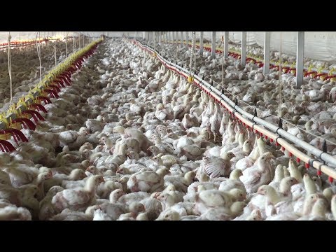 Are Industrial Chicken Houses Making People Sick?