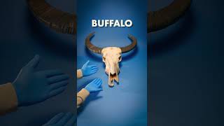 I Was Wrong About Buffalo