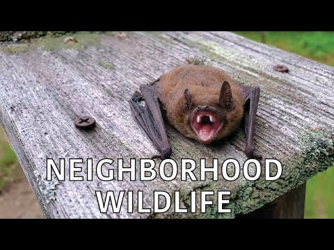 screenshot of youtube video titled Coastal Kingdom | Season 3, Episode 4 – ‘Neighborhood Wildlife’ | Full Episode