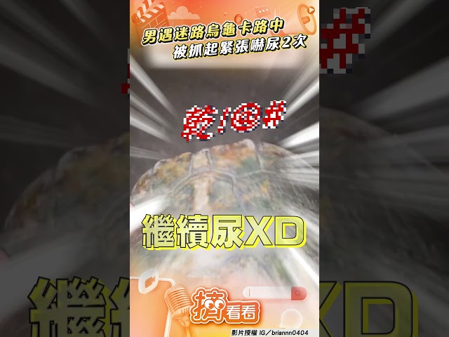 男遇「迷路烏龜」卡路中急救援! 一抓起「秒嚇尿2次」:太緊張了｜TVBS新聞@TVBSNEWS01