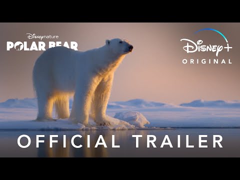 Bear Witness'