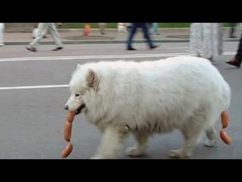 IMPOSSIBLE NOT TO LAUGH - The funniest DOG & PUPPY videos!