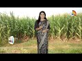 మేలైన మొక్కజొన్న రకాలు | High Yielding Maize Varieties | Matti Manishi | 10TV News  - 04:22 min - News - Video