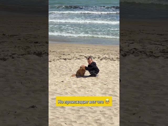 @maltipoo_j.t.j ДжейТи не трогает детей, даже если они ведут себя неаккуратно🙌