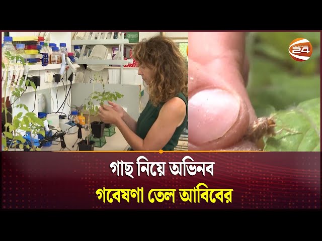 গাছ নিয়ে অভিনব গবেষণা তেল আবিবের | Channel 24