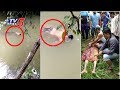 Shocking Viral Video : Crocodile 'Returns' Dead Body of Man After Witch Call In Indonesia