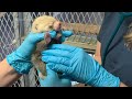 Red panda cub born at Milwaukee zoo  - 00:43 min - News - Video