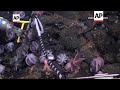Nuevas especies de pulpos de aguas profundas descubiertas en Costa Rica  - 01:50 min - News - Video