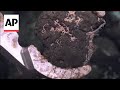Nuevas especies de pulpos de aguas profundas descubiertas en Costa Rica