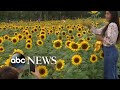 Thousands of sunflowers bloom in Bangkok city park