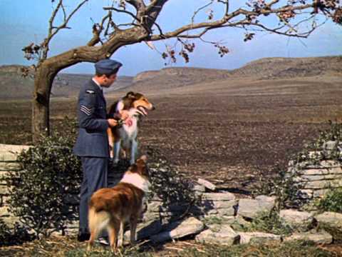 Son of Lassie'