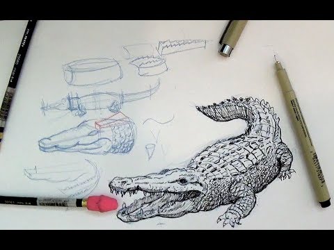 How to draw a crocodile or alligator YouTube