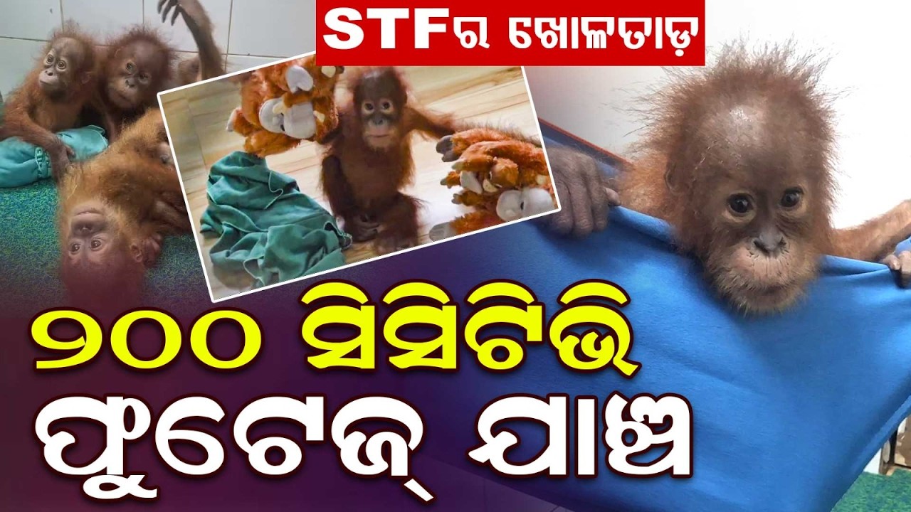 5 Orangutans Rescued In Bhograi: STF Probes Odisha-Bengal Wildlife Smuggling Racket | Argus News