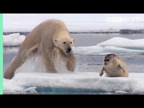 Upload mp3 to YouTube and audio cutter for Hungry Polar Bear Ambushes Seal  The Hunt  BBC Earth download from Youtube
