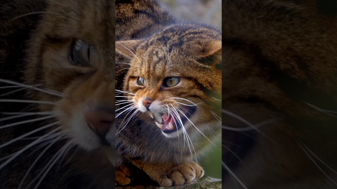Scottish Wildcat: The Highlander Cat #WildCats #Animals #Nature #Wildlife #Shorts